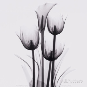 marianne-haas-tulips-and-arum-lily